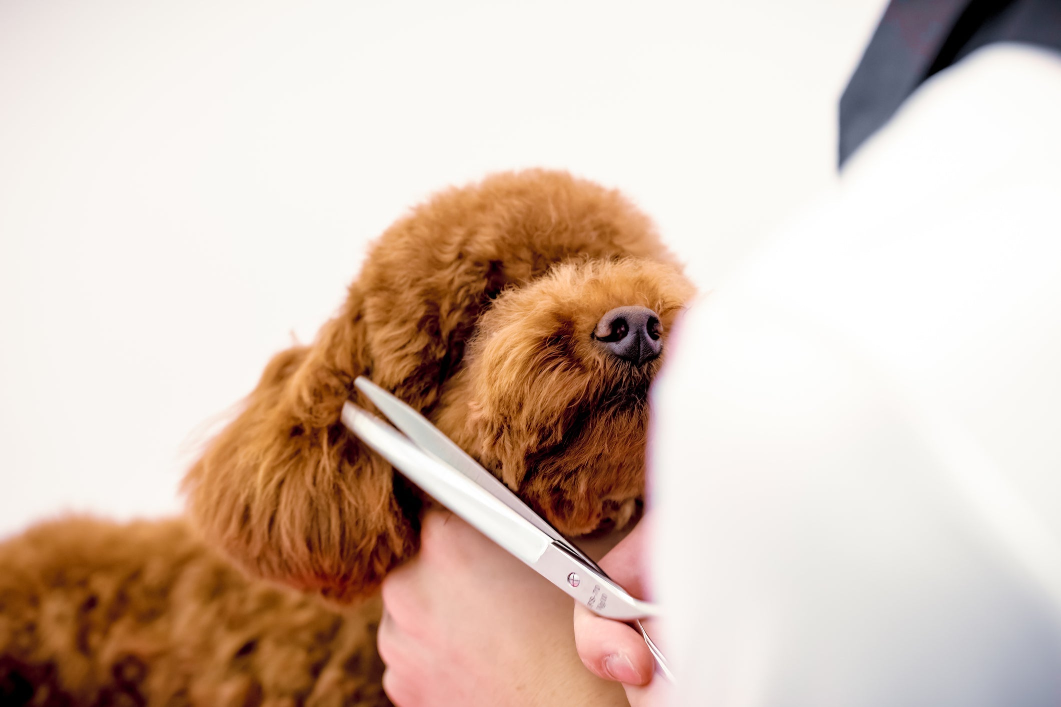 犬のグルーミングの重要性:ペットの健康と幸福を守るために